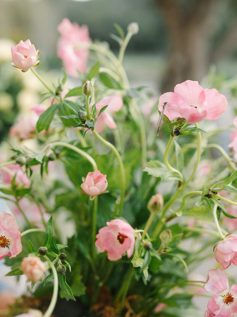 lifestyle photography of dragonfly on ranunculus