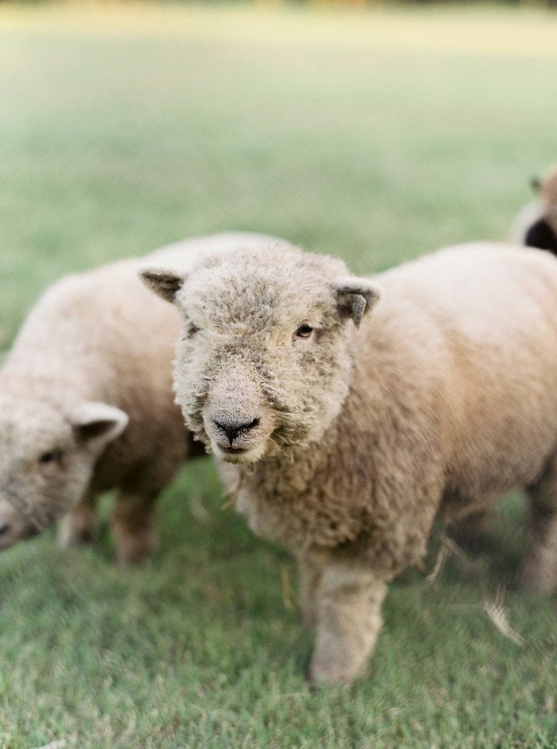 Babydoll Sheep at Oklahoma Ranch, Everly & Raine Co.