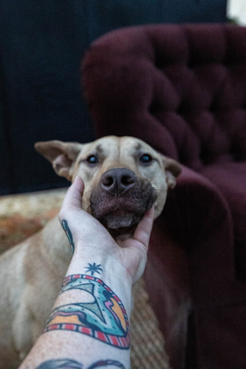 Dog phptpgraphy