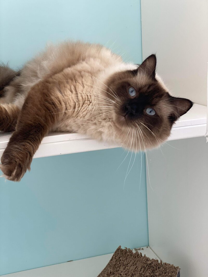 Cattery Toowoomba 2