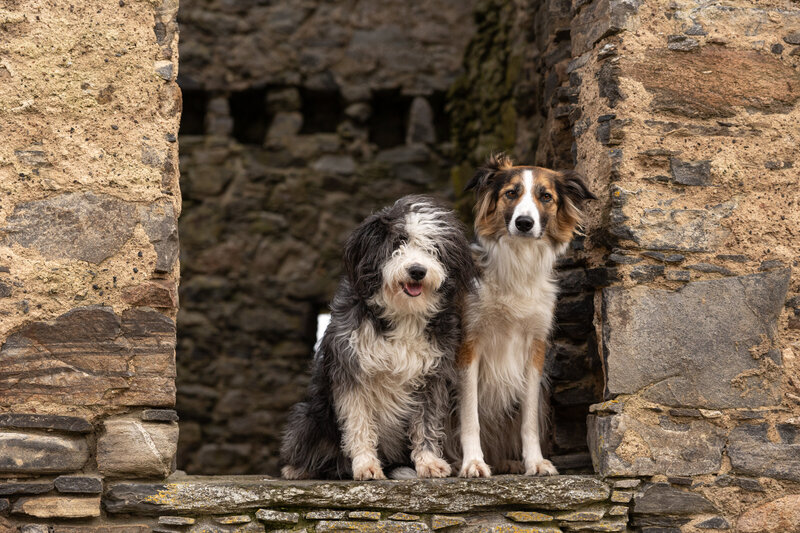 Two fluffy dogs are sitting on a stone wall looking directly at the camera.