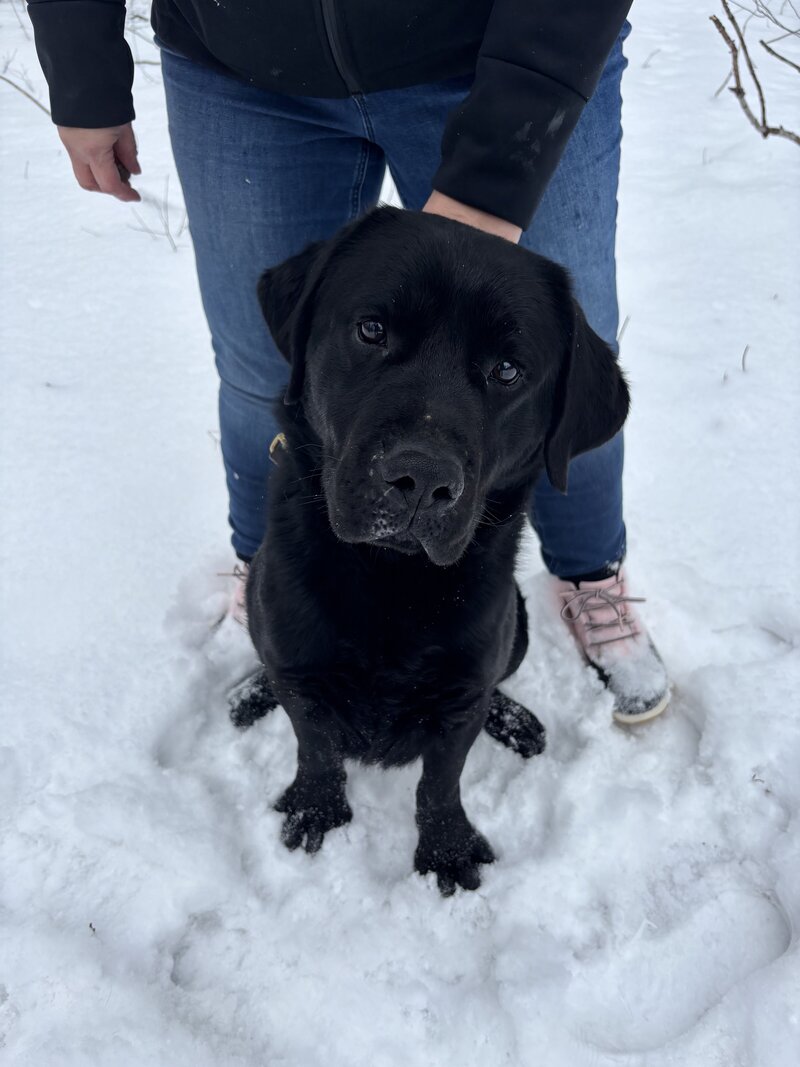 AKC Labrador Retriever stud with OFA health certification.
