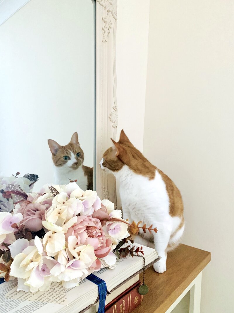 Image shows a ginger and white cat on a countertop looking at her reflection in a framed mirror. To the left of her is a floral table decoration.