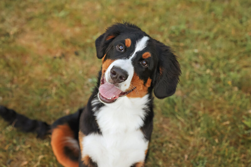 Billings-Best-Dog-Photographer-052