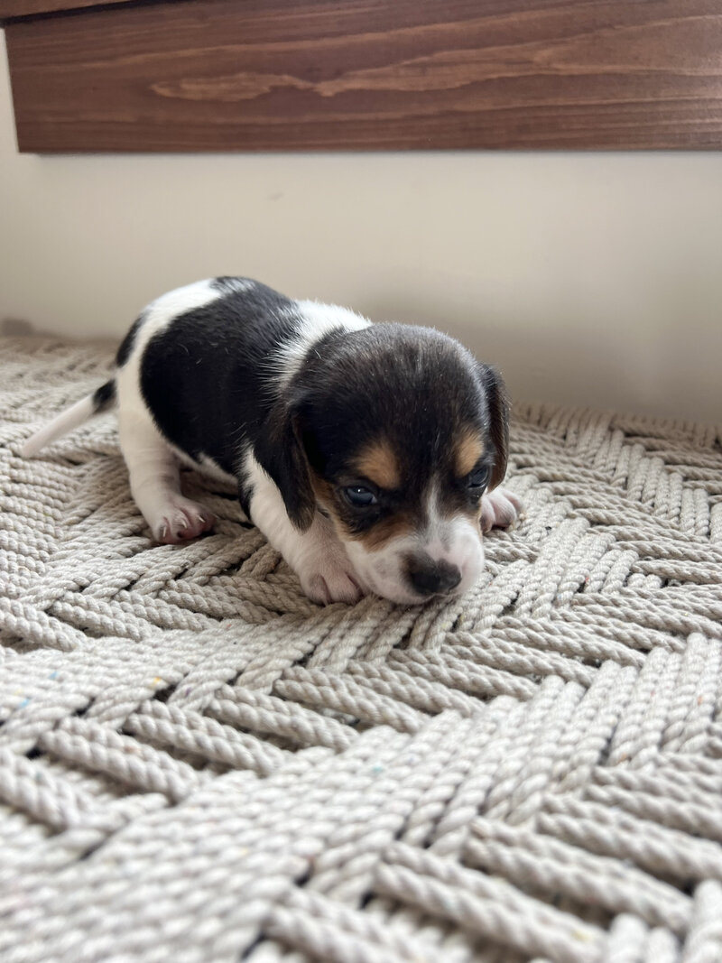 Pocket Beagle Puppies For Sale