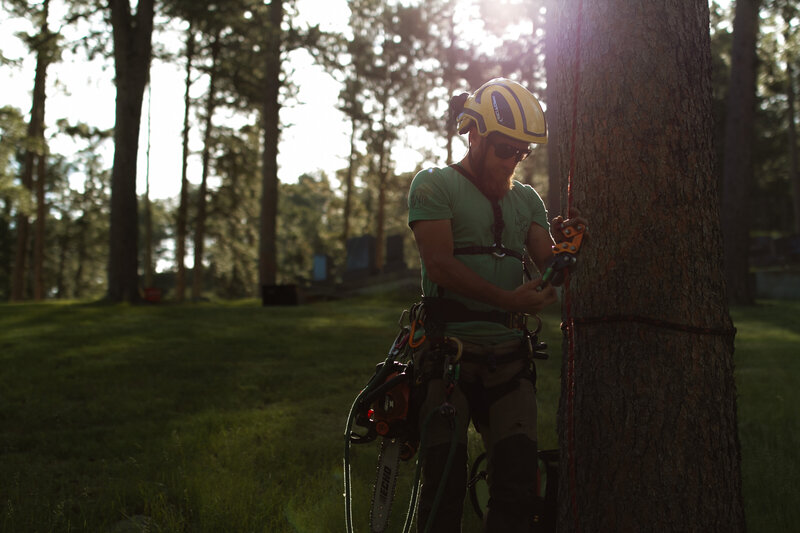 Tree Wise Men ISA-certified arborist trimming oak branches in Black Hills, South Dakota, using precision cuts for optimal tree health and safety.