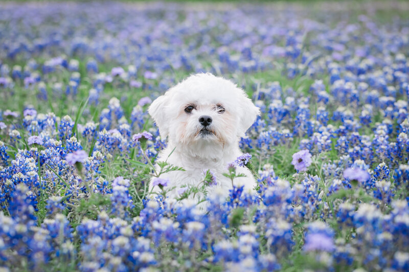 Small white dog in bluebonnet field, Austin Family Photographer