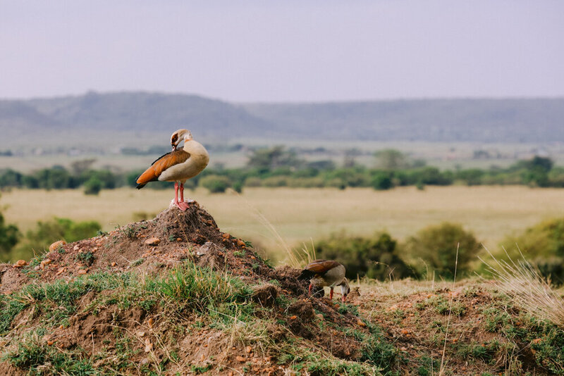 safariedited-558