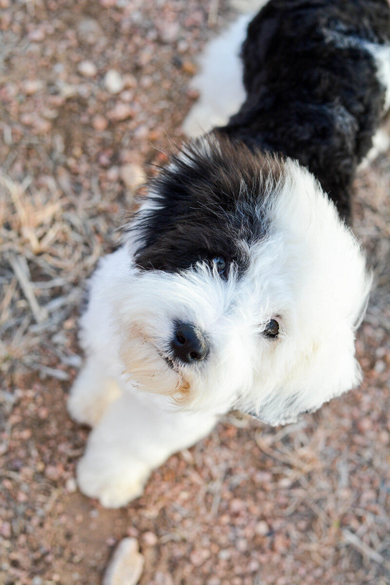 Mini Sheepadoodle puppy from Once Upon A Doodle