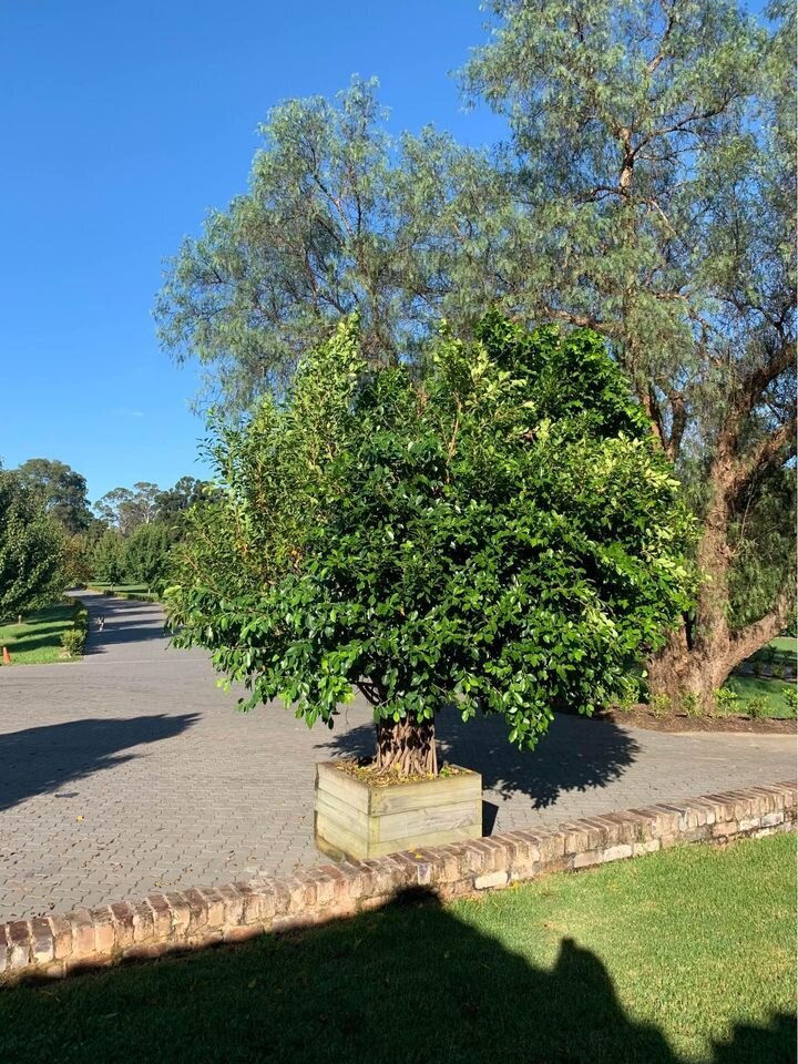 Hills Weeping Fig | Go Green Nurseries } Mature Trees  Sydney