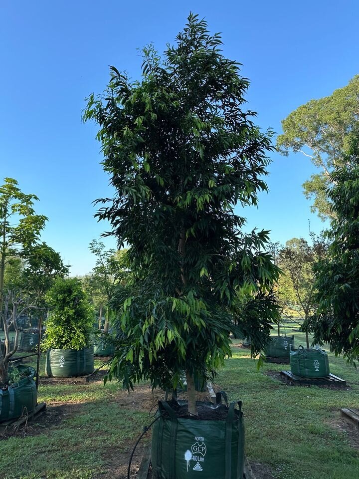 WATERHOUSEA FLORIBUNDA 'AMAROO' - Weeping Lilly Pilly