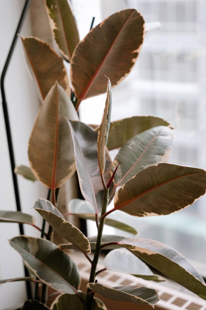 Green plant in counselling office