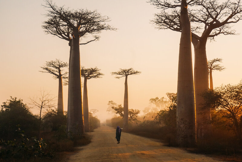 Man walking in dusty road lined with Baobob trees