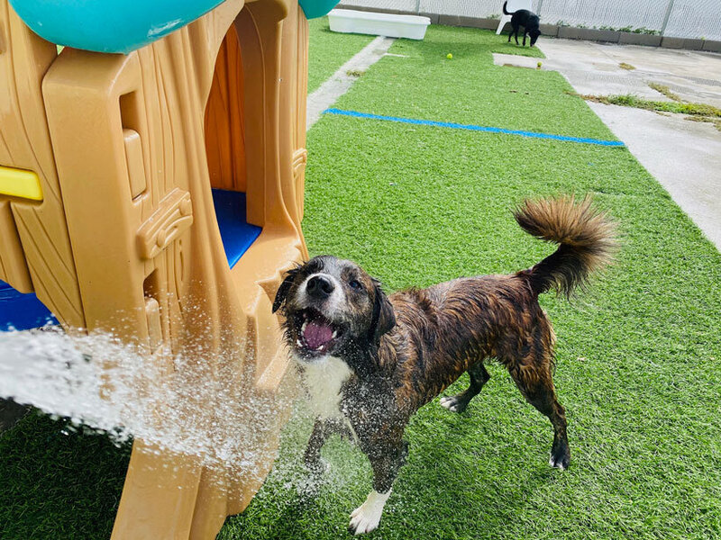 Dog playing in the sprinkler in the J. Tails Barkyard. J. Tails Doggy Daycare and Boarding St. Pete, Florida