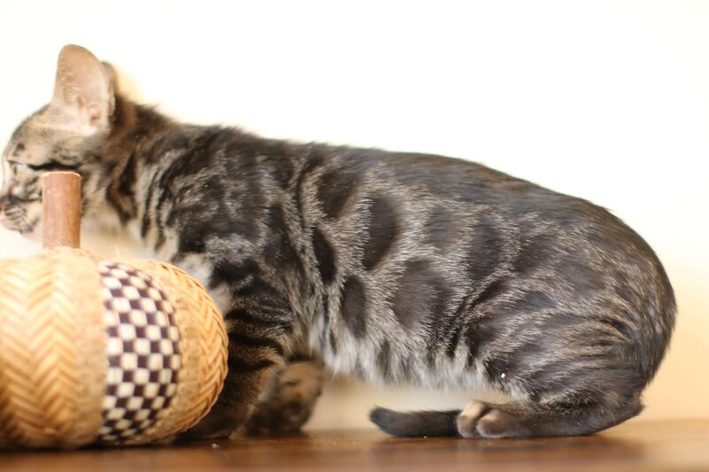 Diva x Bronco_Charcoal Girl_1