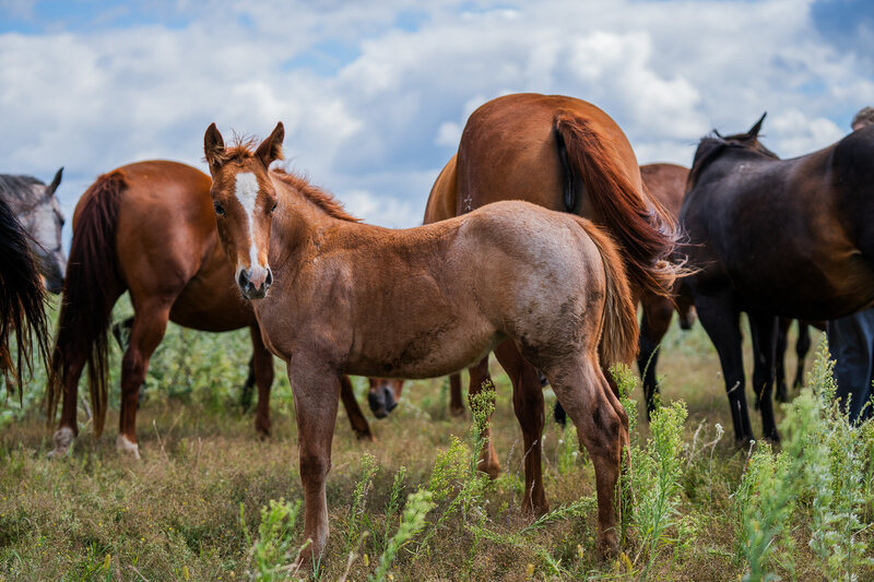Colt Sale barn picture