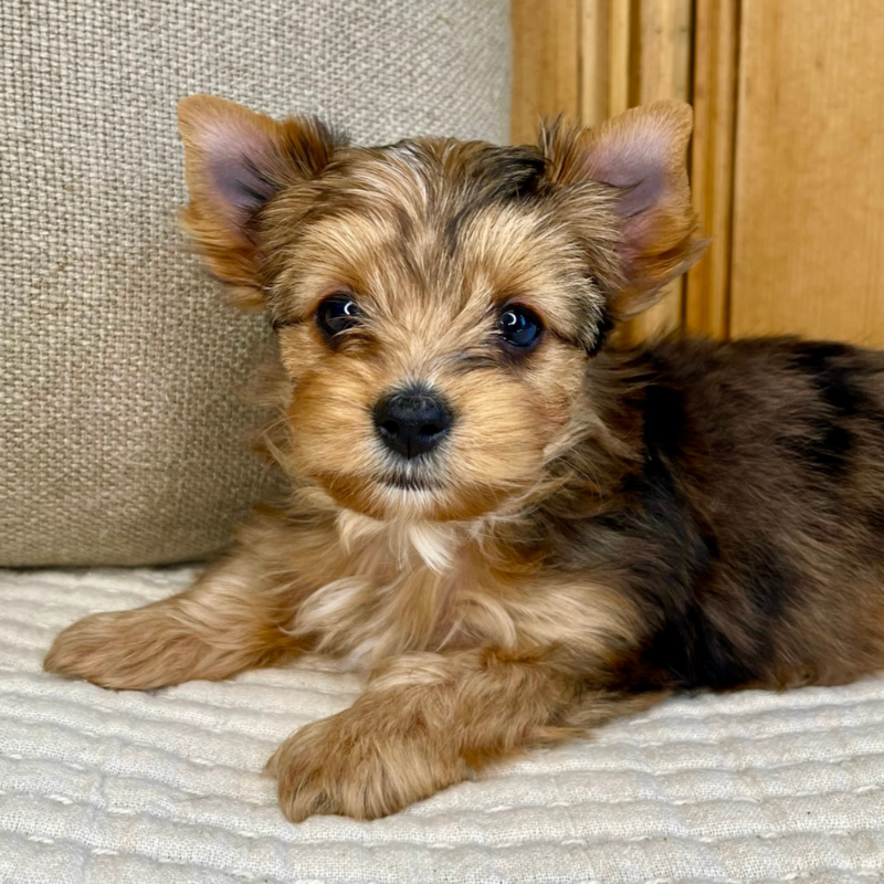 Cassiopeia-Heart-and-Home-Yorkies-La-Crosse-Wisconsin-4