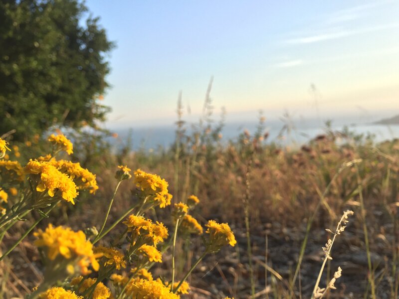 yellow flowers in front of the ocean