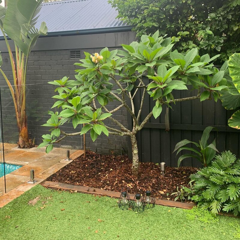 Go Green Nurseries -  Frangipani Tree
