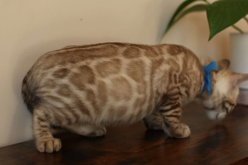 Sienna x Benny_Blue_2