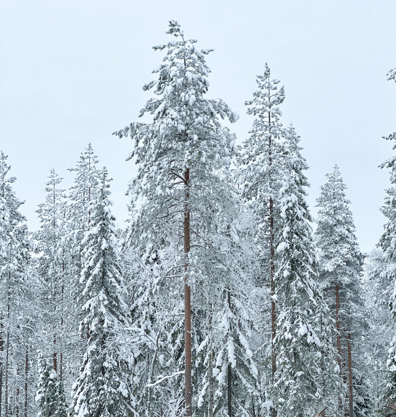 Snowy trees Rovaniemi Finland 