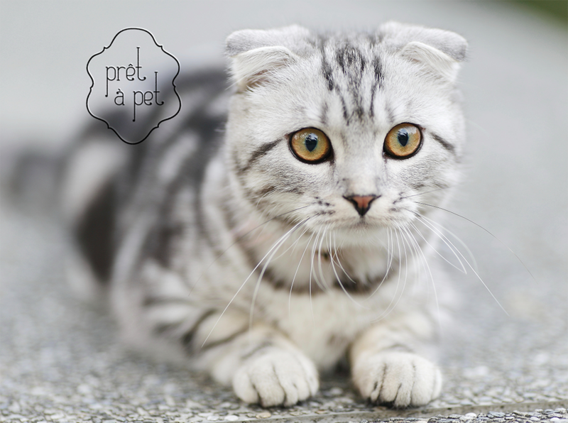 pret a pet cat