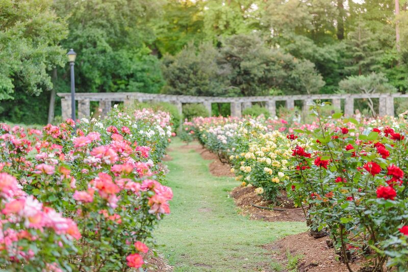 Raleigh Rose Garden-1