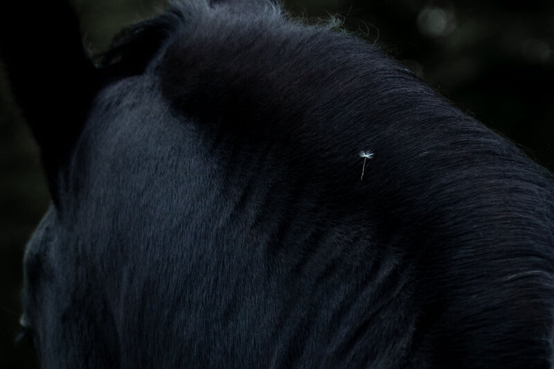 Zwarte vacht van een paard met pluisje van een paardenbloem: symbool van de wijsheid van de natuur.