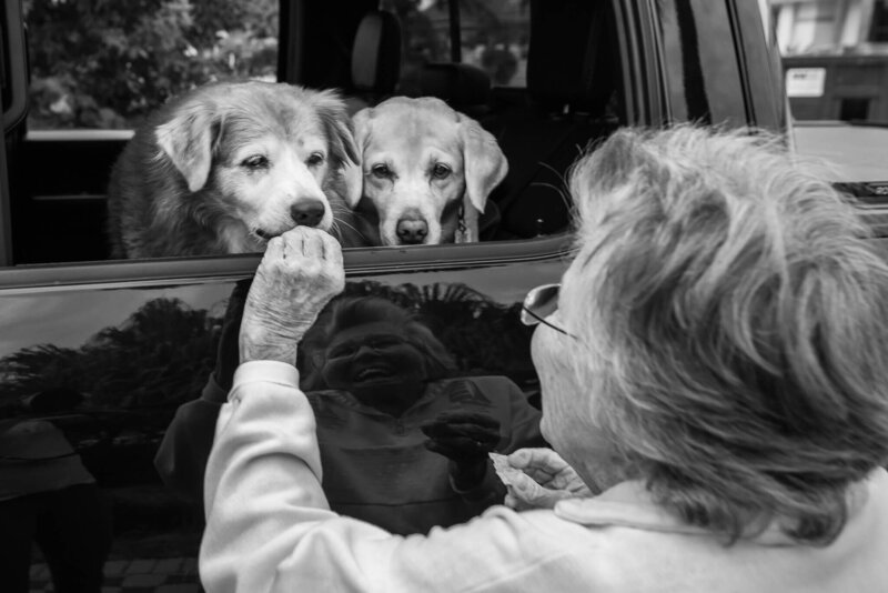 two dogs in a window