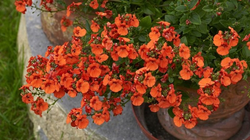 ostruhatka-diascia-1100x618