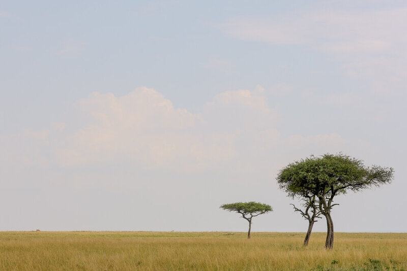 safariedited-412