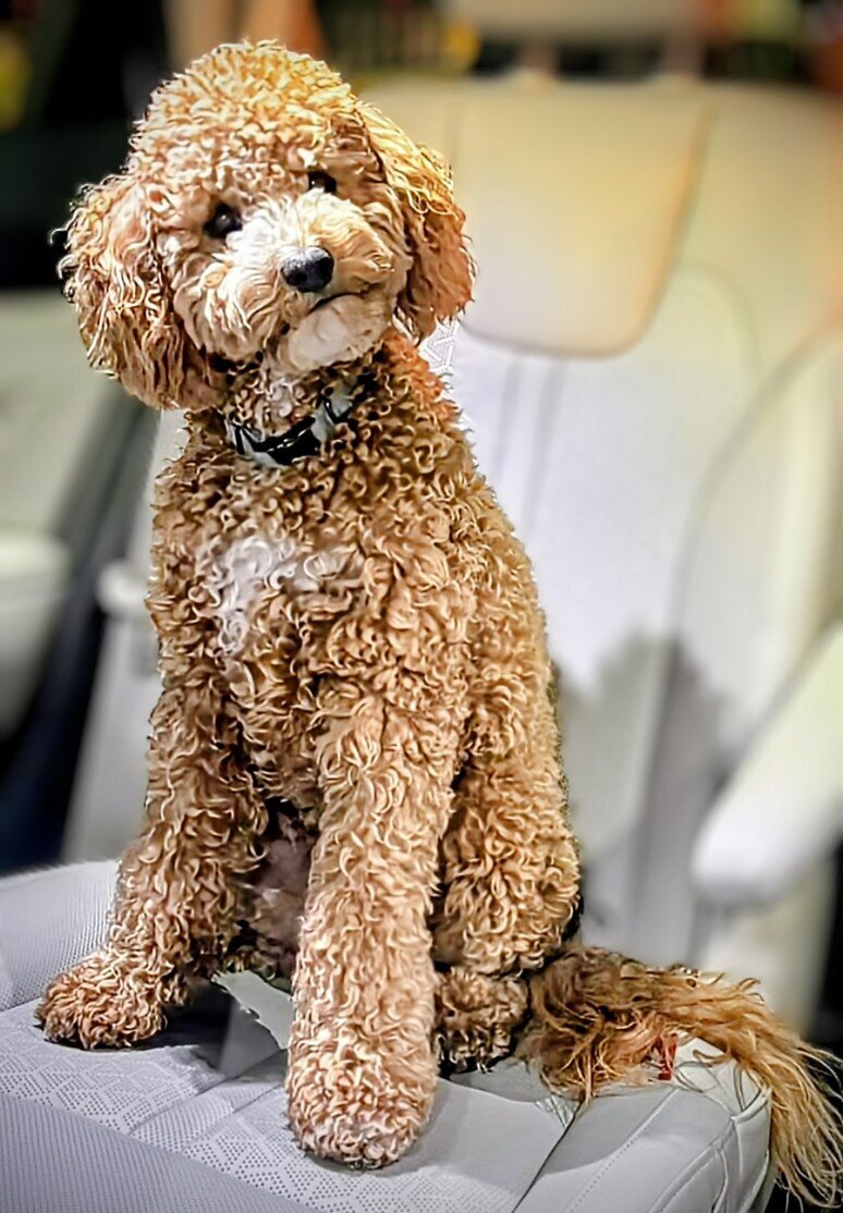 Standard black and brown goldendoodle texas