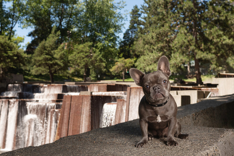 Frenchie by fountain