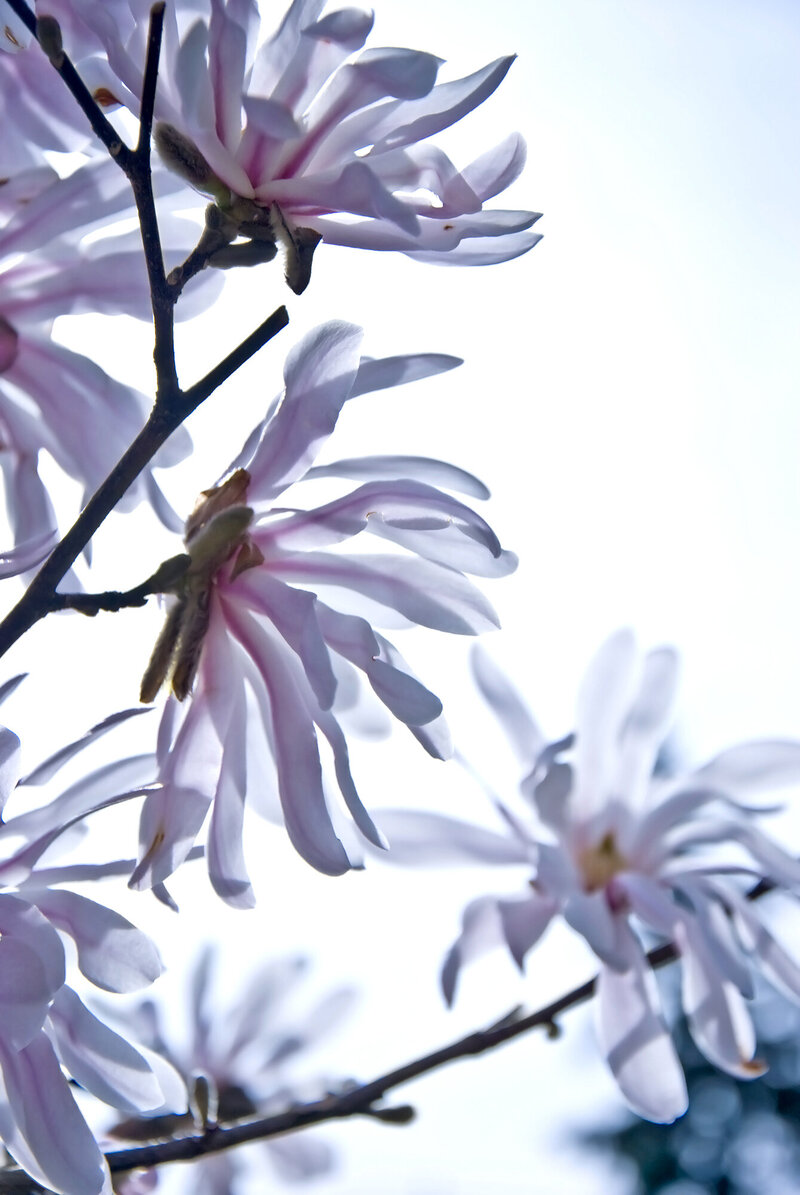 Delicate_web