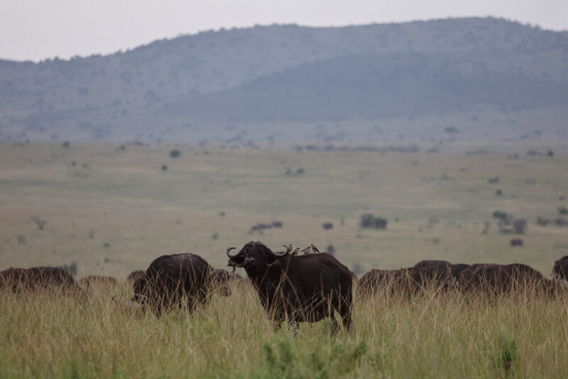safariedited-016