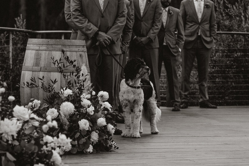 Dog stands beside groomsmen at mountain wedding in Breckenridge, photographed by elopement photo video team.