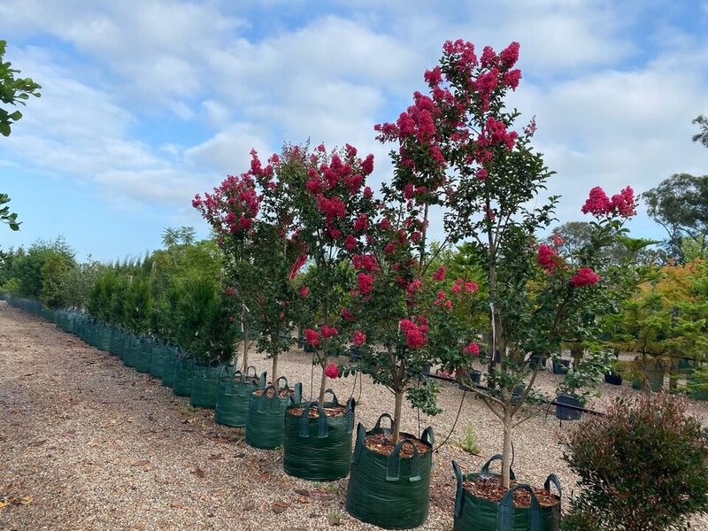 Crepe Myrtle Tuscarora - Lagerstroemia indica x fauriei 'Tuscarora' - Mature Trees Sydney  - Go Green Nurseries