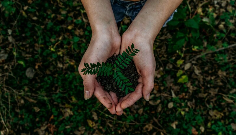 Two hands holdng soil and baby plant showing new growth