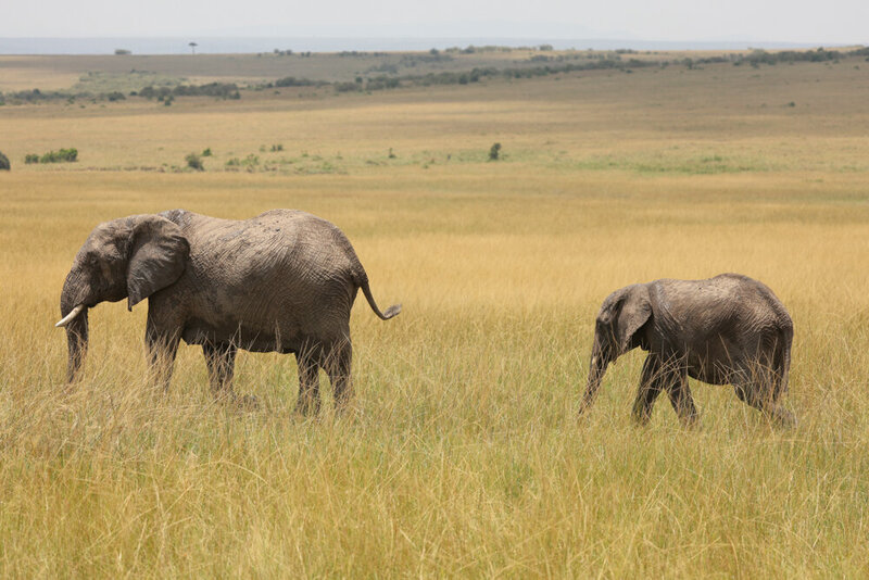 safariedited-191