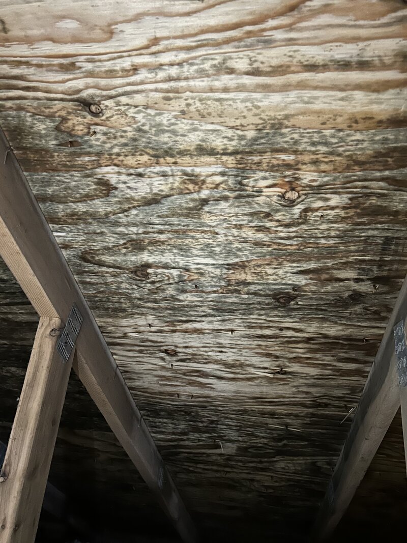 Damp crawl space with visible mold growth and wood rot, highlighting the need for professional repair