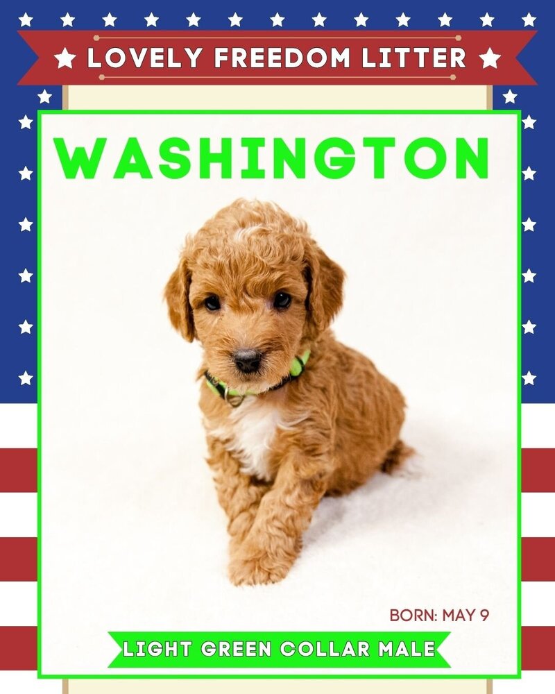 Freedom - Lt Green Washington Male