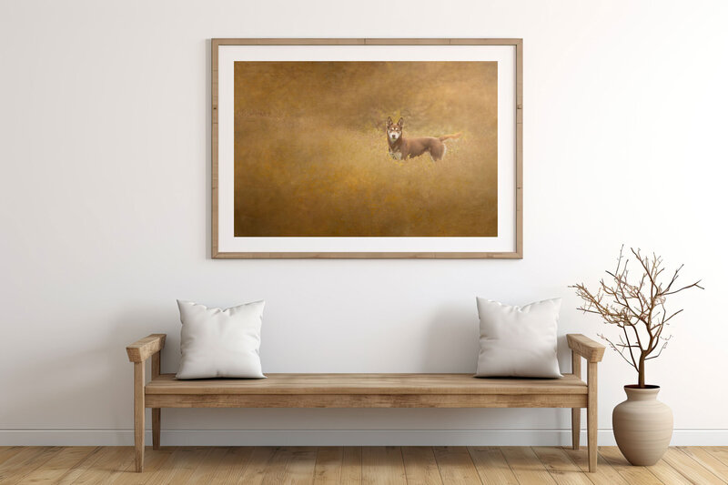 Pet photography wall art