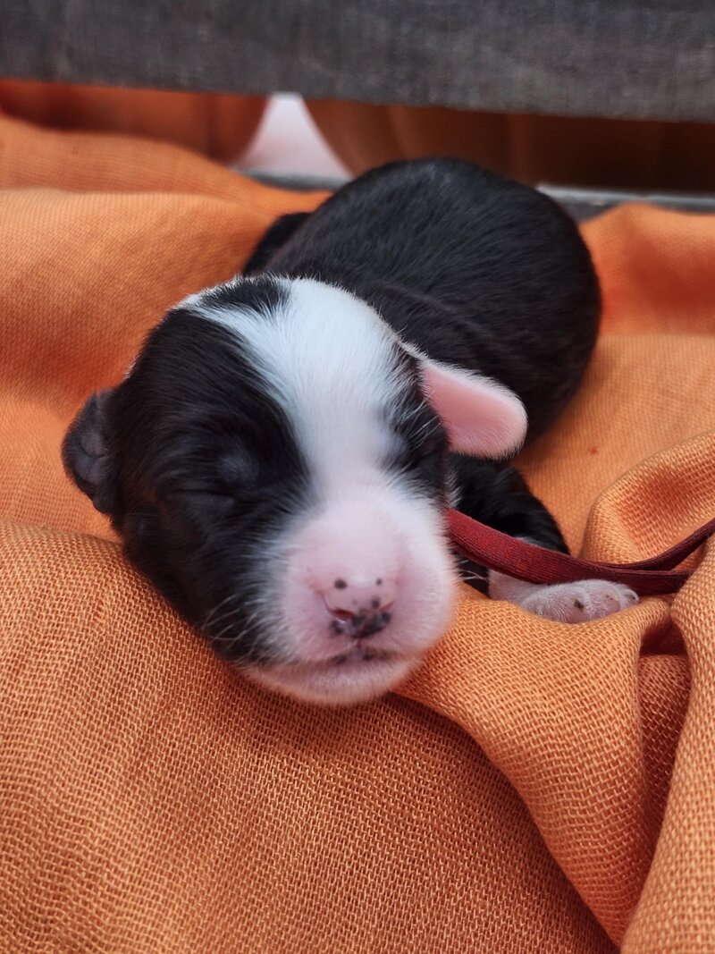 d0096c1e-1664-45fa-afe9-b544b9fb6a69