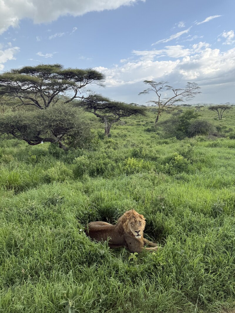 A lion in the grass