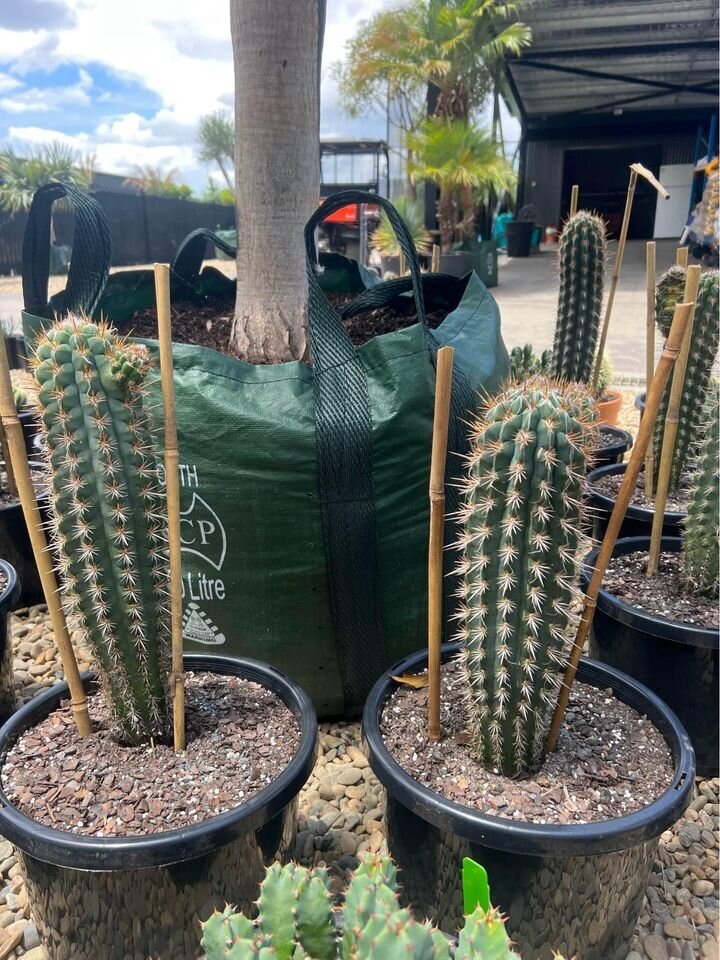 Pilosocereus gounellei | Xique-Xique