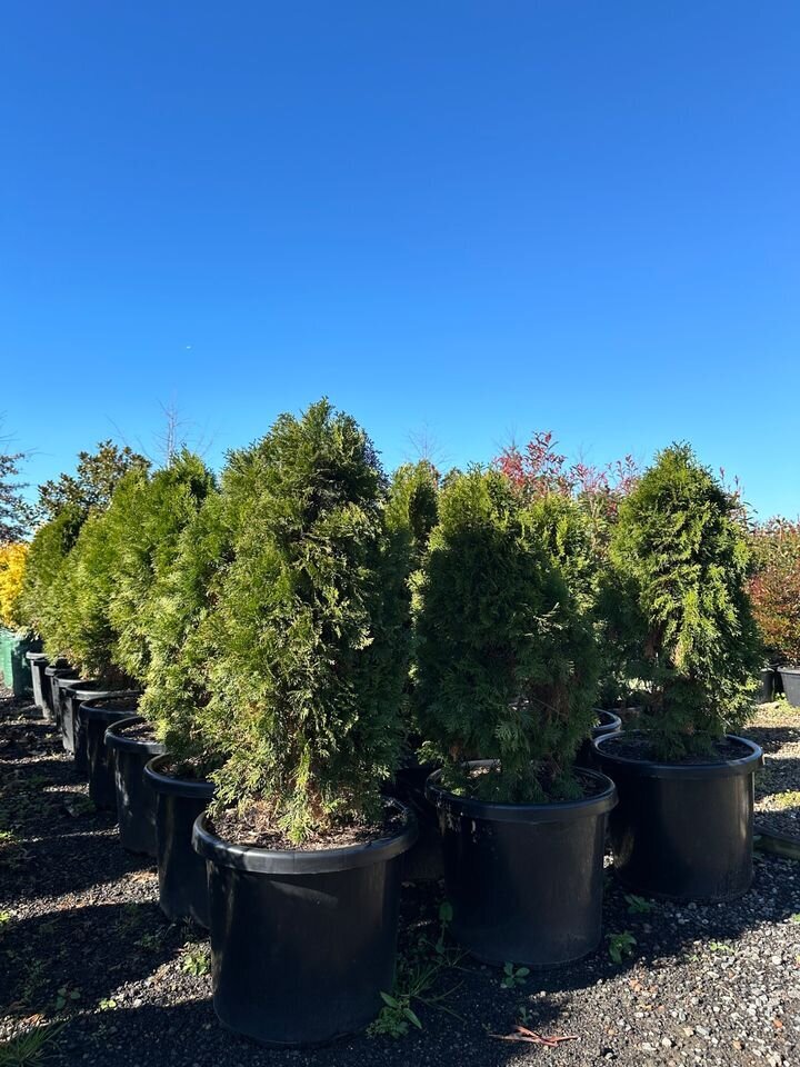 THUJA OCCIDENTALIS 'SMARAGD' - northern white cedar conifers sydney
