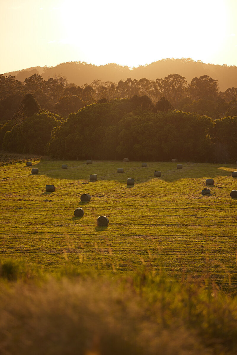 Field at sunset with hay bales rolled
