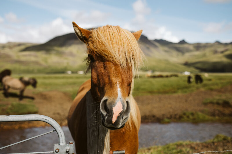 iceland-elopement-photographer-kelly-lemon-photography-20