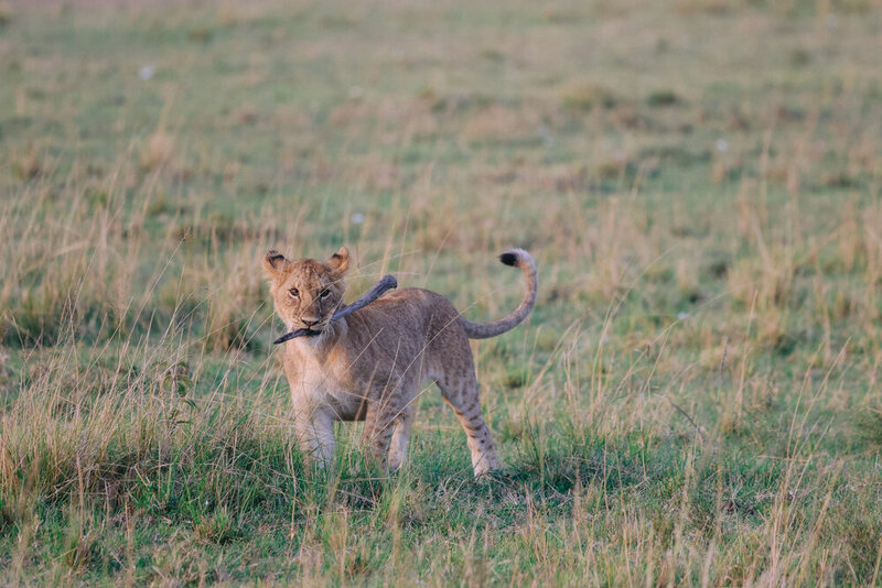 safariedited-517
