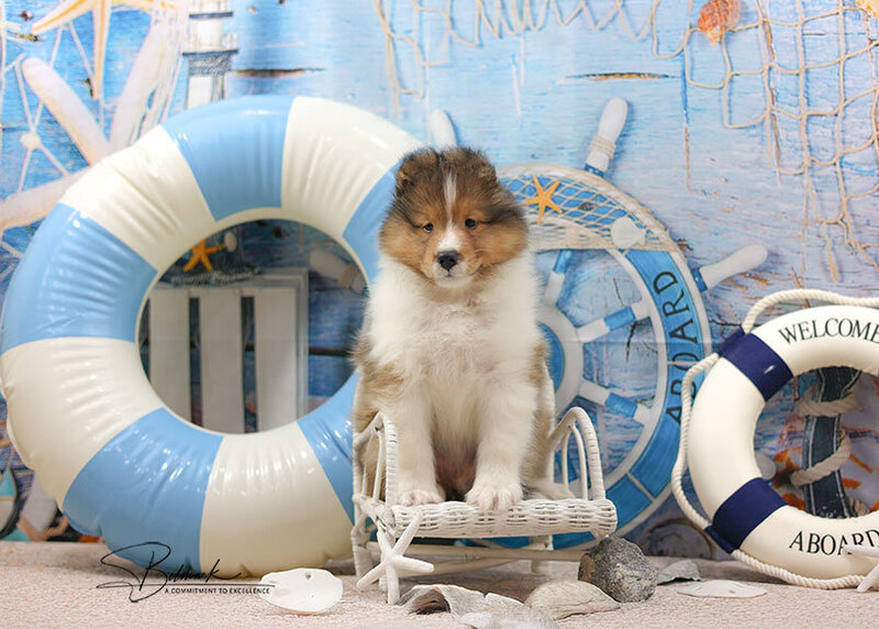 Available Sheltie Puppies in Ohio